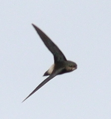 Chaetura fumosa