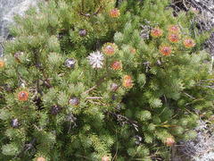 Leucadendron dregei