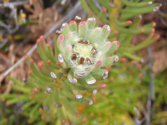 Leucadendron dregei