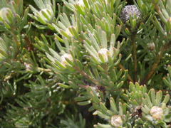 Leucadendron dregei