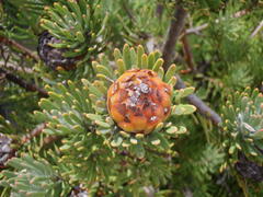 Leucadendron dregei