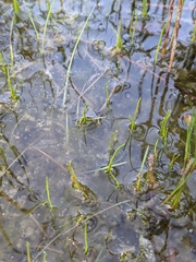 Pilularia globulifera