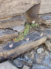 Crassula montana