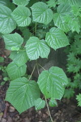 Acer tegmentosum