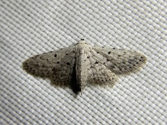 Sigela basipunctaria