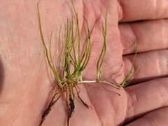 Pilularia globulifera