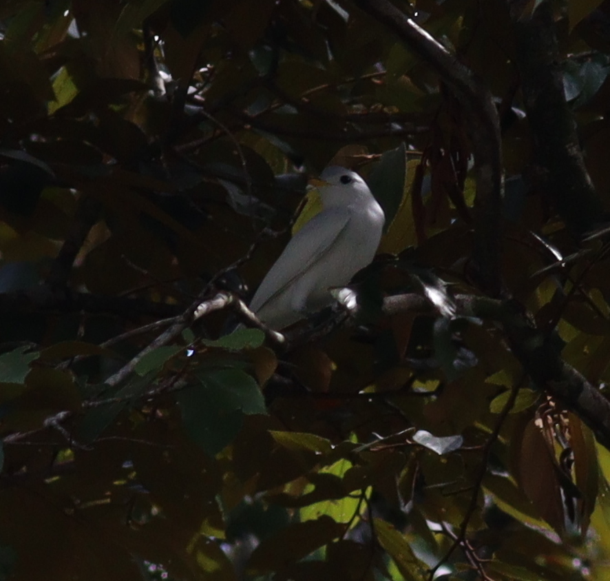 Yellow-billed Cotinga (Carpodectes antoniae), photo 4