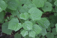 Acer tegmentosum