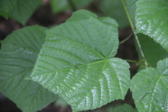 Acer tegmentosum