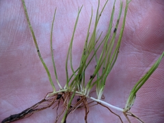 Pilularia globulifera