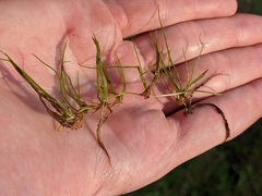 Pilularia globulifera