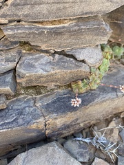 Crassula montana