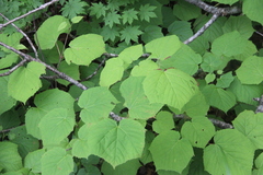 Acer tegmentosum