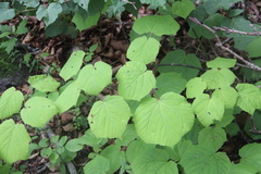 Acer tegmentosum