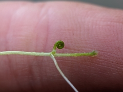 Pilularia globulifera