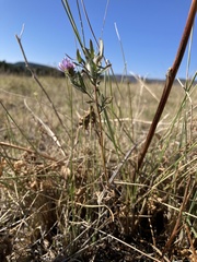 Symphyotrichum campestre
