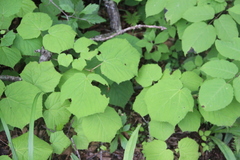 Acer tegmentosum