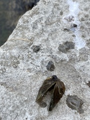Dreissena polymorpha
