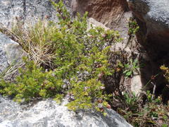 Cliffortia tuberculata