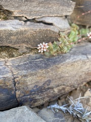 Crassula montana