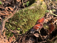 Guepinia helvelloides
