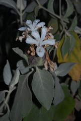 Barleria albostellata