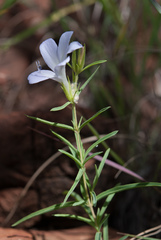 Barleria hirta