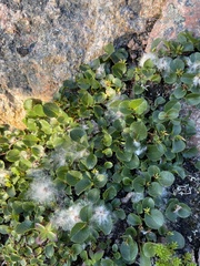 Salix herbacea