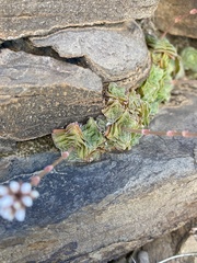 Crassula montana
