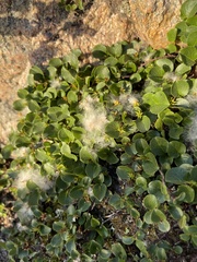 Salix herbacea