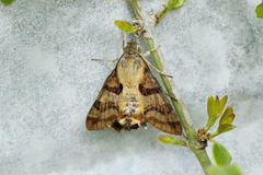 Macroglossum trochilus