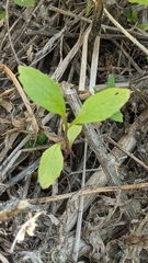 Erechtites hieraciifolius hieraciifolius