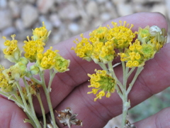 Hymenopappus flavescens