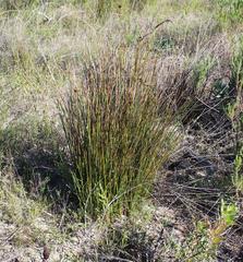 Hellmuthia membranacea