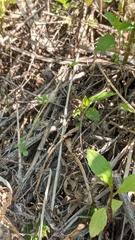 Erechtites hieraciifolius hieraciifolius