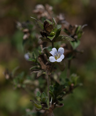 Barleria ventricosa