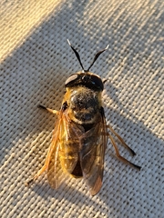 Callicera