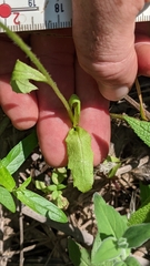 Erechtites hieraciifolius hieraciifolius