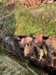 Guepinia helvelloides