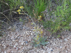 Hymenopappus flavescens