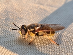 Callicera