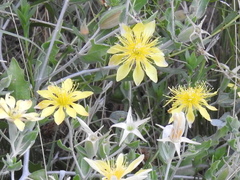 Mentzelia reverchonii