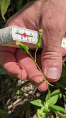 Erechtites hieraciifolius hieraciifolius