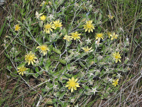 Image of Mentzelia reverchonii by (c) Sam Kieschnick, some rights reserved (CC BY)