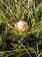 Protea montana