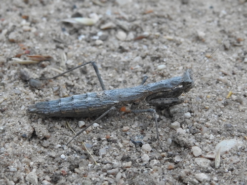 Agile Ground Mantis photo 6