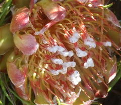 Protea montana