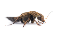 Ontholestes tessellatus