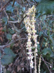 Garrya elliptica