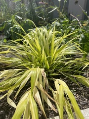 Hakonechloa macra